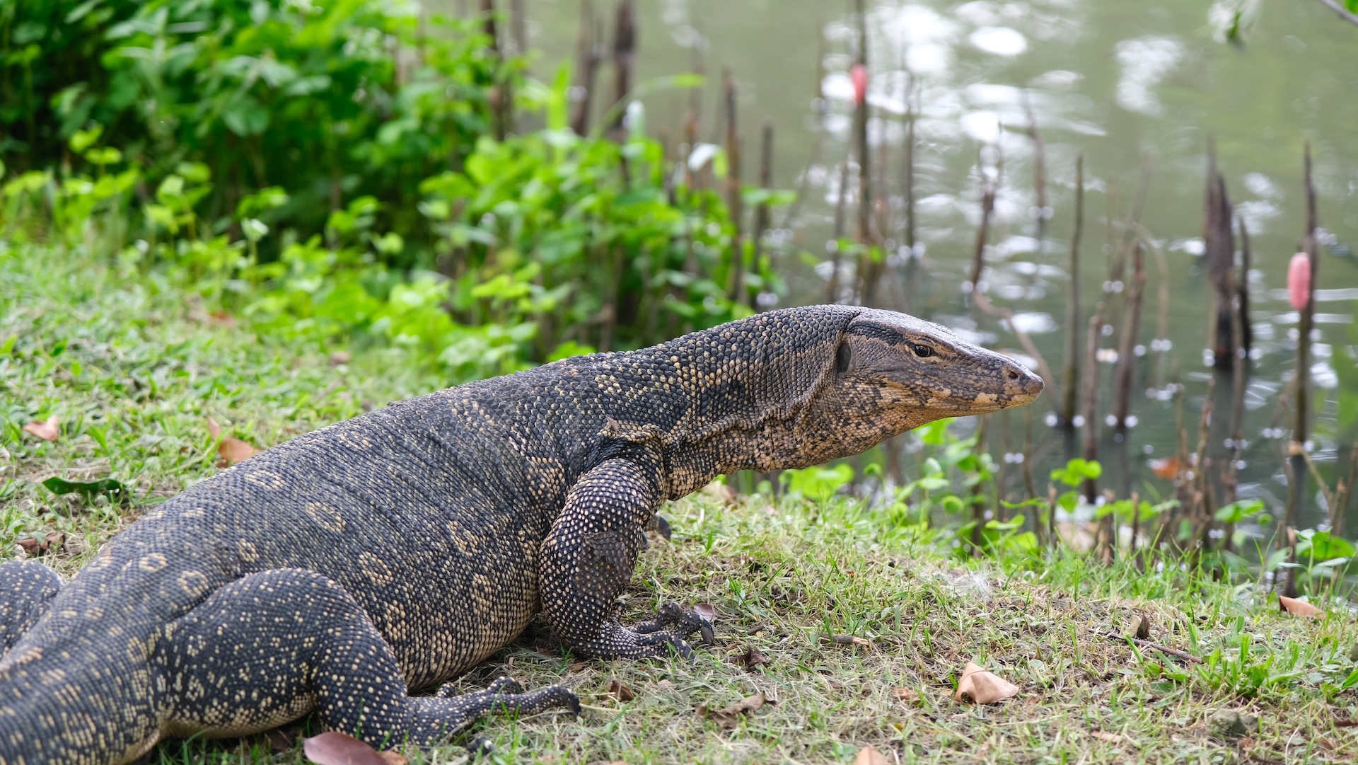 Varanus salvator by Veruree